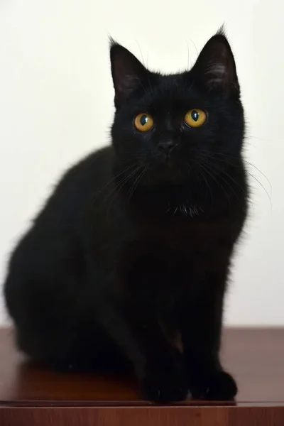 Gato joven con ojos anaranjados —  Fotos de Stock