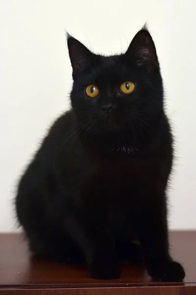 Young cat with orange eyes — Stock Photo, Image