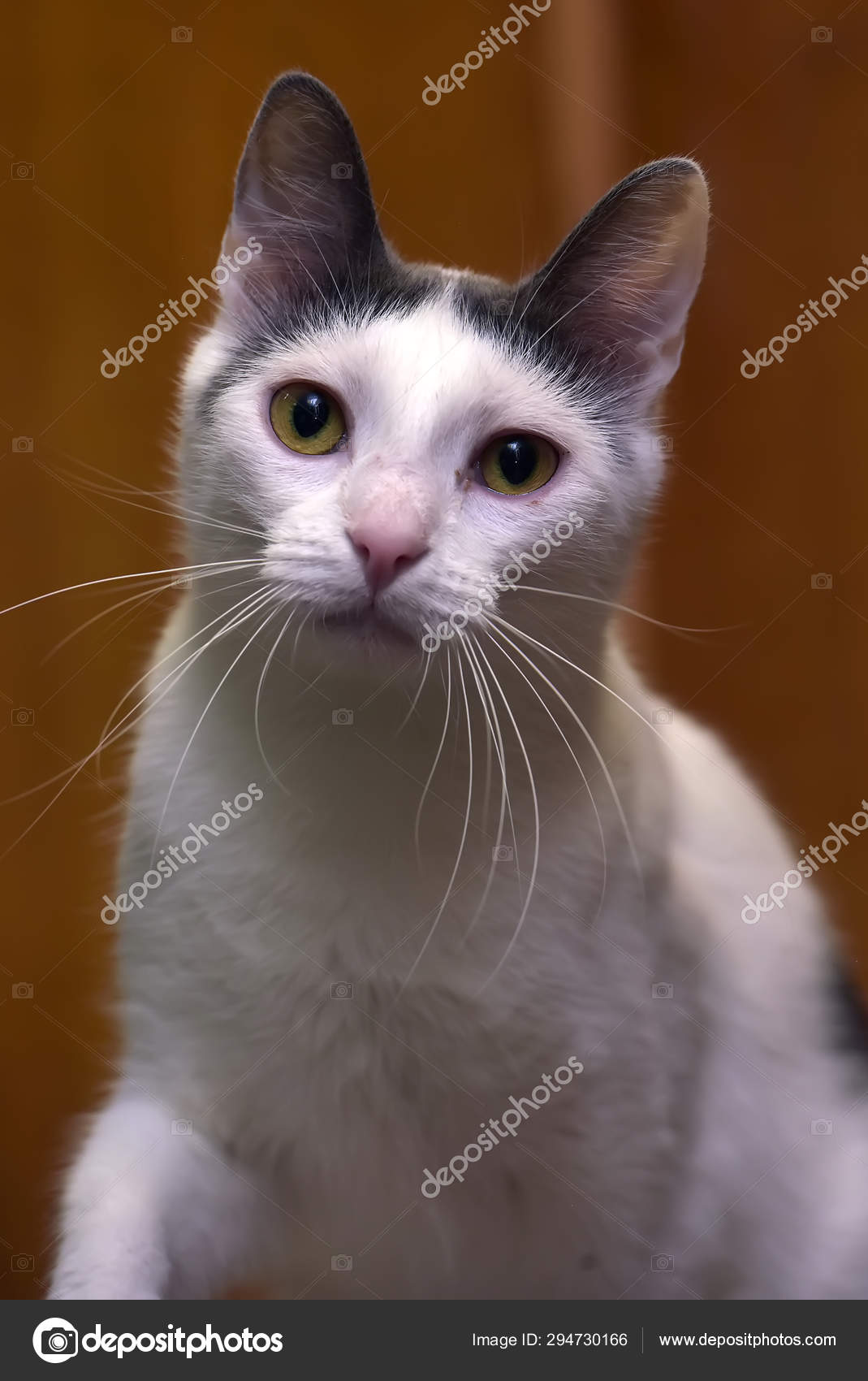 white cat with gray spot on head