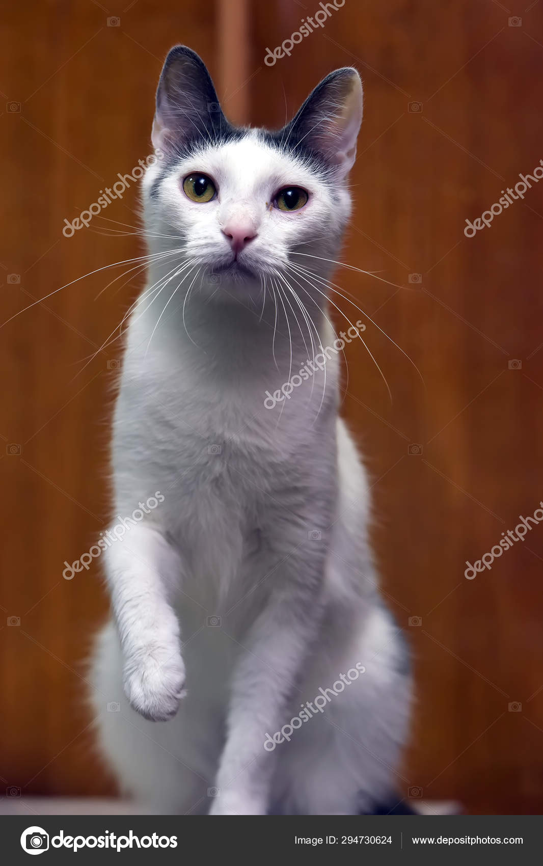 White Cat With A Gray Spot On His Head Stock Photo C Evdoha