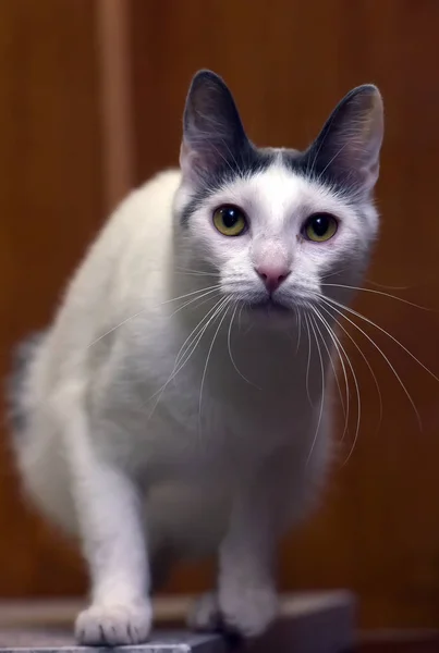 Kafasında gri bir nokta ile beyaz kedi — Stok fotoğraf