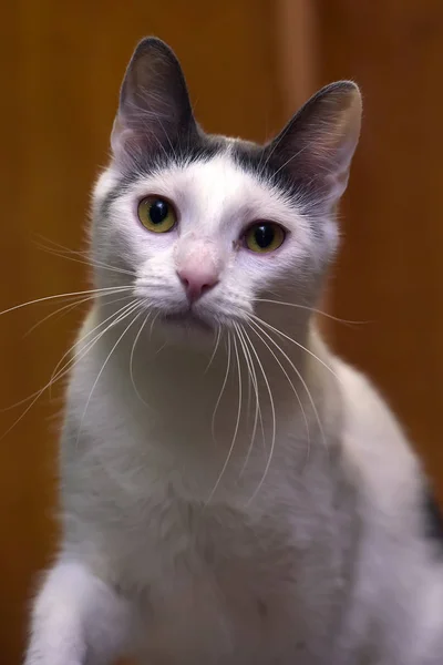 Vit katt med en grå fläck på huvudet — Stockfoto
