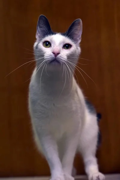 Gato blanco con una mancha gris en la cabeza —  Fotos de Stock