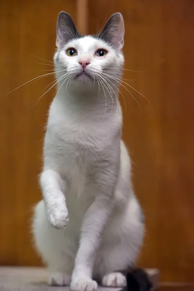 Белый кот с серой точкой на голове — стоковое фото