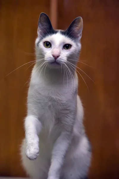 Kafasında gri bir nokta ile beyaz kedi — Stok fotoğraf