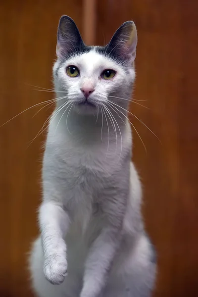 Gatto bianco con una macchia grigia sulla testa — Foto Stock