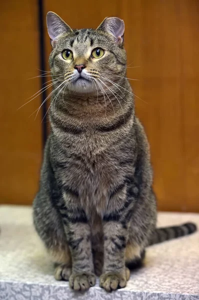 Bel gatto con orecchio tagliato dopo la sterilizzazione nello scaffale — Foto Stock