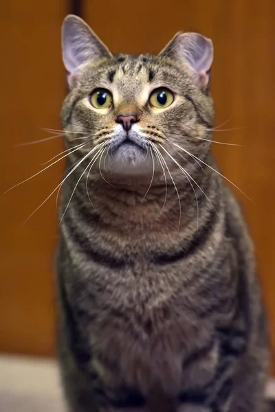 Gato bonito com orelha cortada após a esterilização na prateleira — Fotografia de Stock