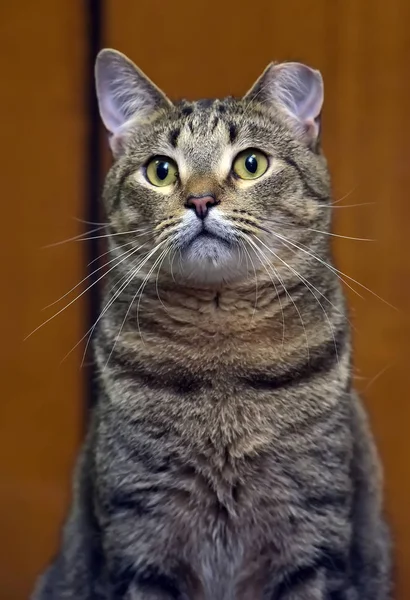 シェルトで殺菌後に耳を切り取った美しい猫 — ストック写真