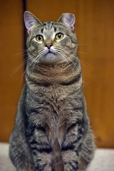 Schöne Katze mit abgeschnittenem Ohr nach Sterilisation im Schelett — Stockfoto