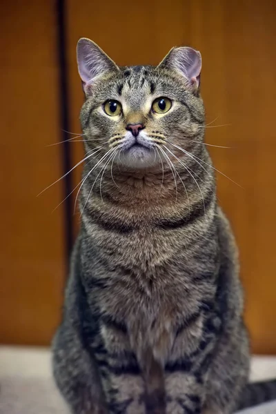 Όμορφη γάτα με κομμένο αυτί μετά από αποστείρωση στο ράφι — Φωτογραφία Αρχείου