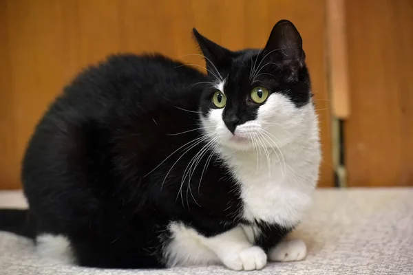 Gato con una mirada loca —  Fotos de Stock