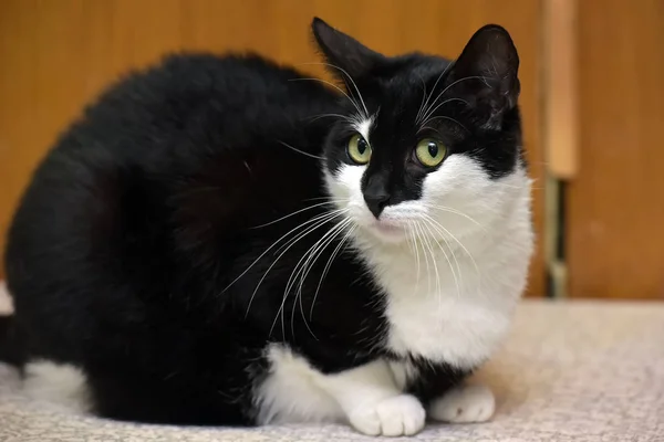 Gatto con uno sguardo pazzo — Foto Stock