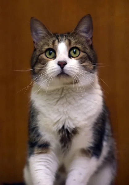 Brown and white  cat — Stock Photo, Image