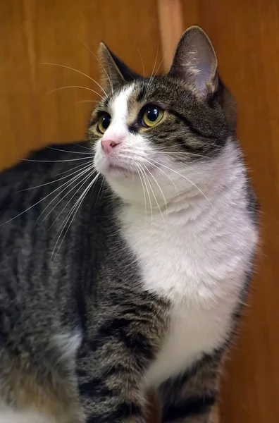 Gato marrón y blanco — Foto de Stock