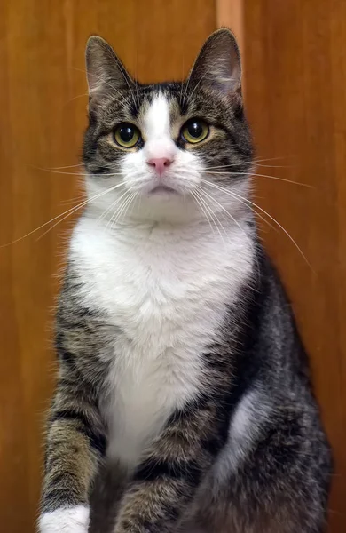 Brown and white  cat — Stock Photo, Image