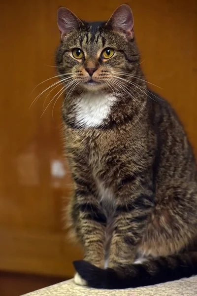 Gato marrón y blanco —  Fotos de Stock