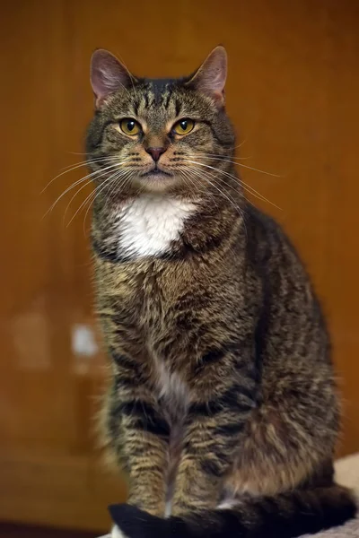 Brown and white  cat — Stock Photo, Image