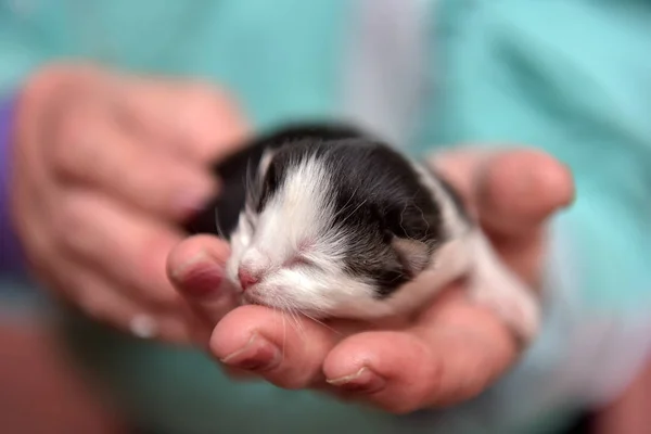 刚出生的小猫在手 — 图库照片