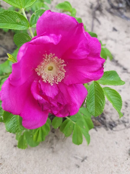 Virágzó rózsaszín csipkebogyó a homok — Stock Fotó