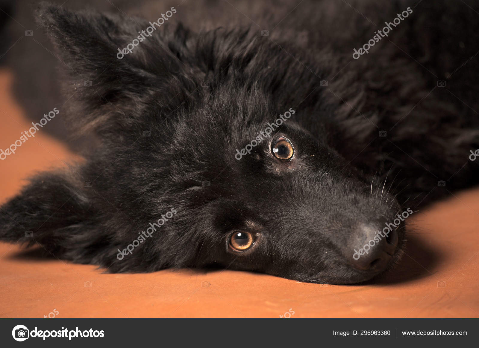 black furry puppy
