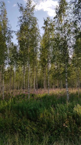 Birch grove and copory tea blooming — Stock Photo, Image