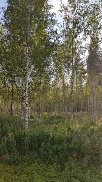 Birch grove and copory tea blooming — Stock Photo, Image