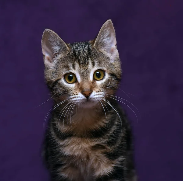 Котенок на сиреневом фоне — стоковое фото