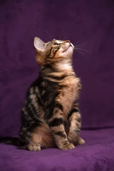 Gatinho em um fundo lilás — Fotografia de Stock