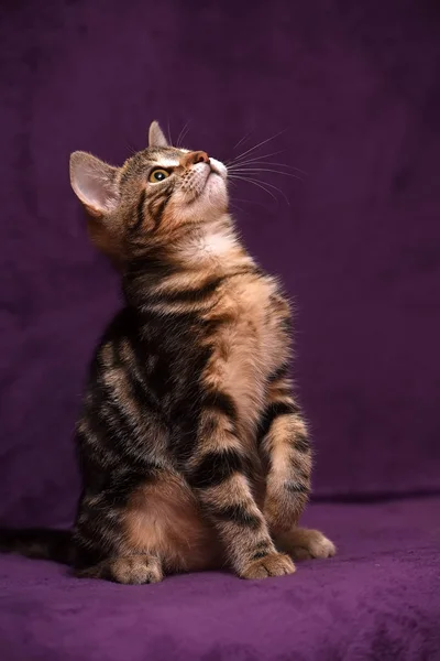 Gatinho em um fundo lilás — Fotografia de Stock