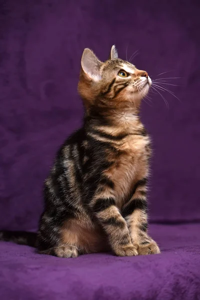 Kattunge på en lila bakgrund — Stockfoto