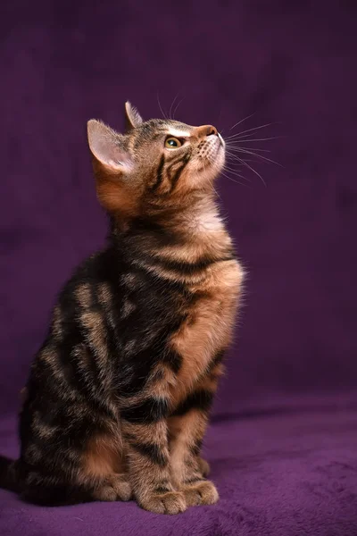 Gattino su uno sfondo lilla — Foto Stock