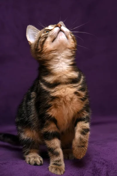 Котенок на сиреневом фоне — стоковое фото