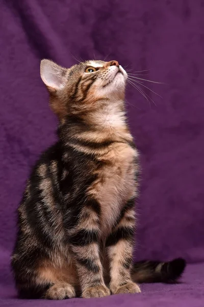 Gatinho em um fundo lilás — Fotografia de Stock