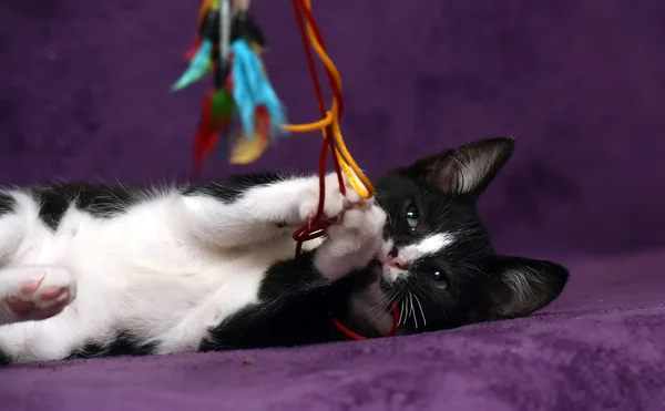 Schwarz-weißes Kätzchen spielt — Stockfoto
