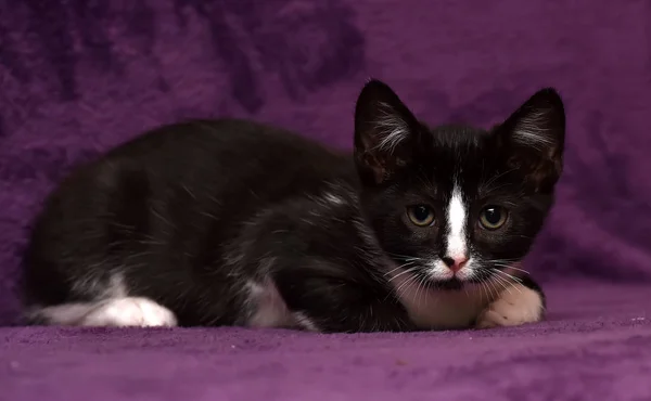 Černý s bílým koťat na purpurovém — Stock fotografie