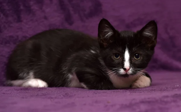 Czarny z białym kotek na fioletowym — Zdjęcie stockowe