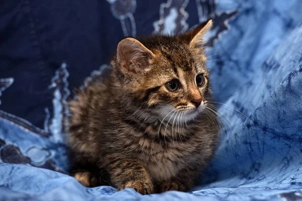 Randig kattunge på en blå — Stockfoto