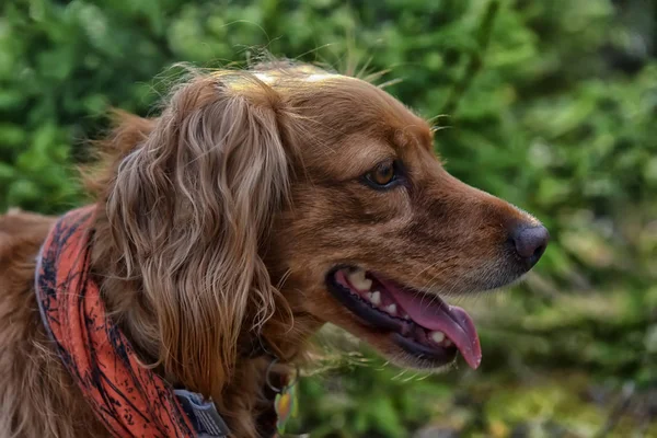 Red spaniel in the forest — Stock Photo, Image