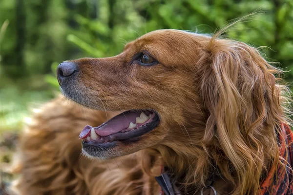 Red spaniel in the forest — Stock Photo, Image