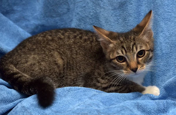 Striped with white kitten on a blue — Stock Photo, Image