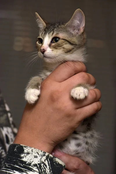 Lindo rayas con un blanco gatito en manos —  Fotos de Stock
