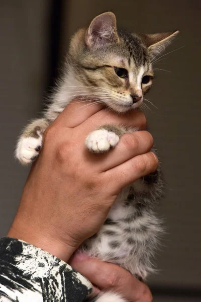 Schattig gestreept met een wit kitten in handen — Stockfoto