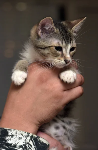 Niedlich gestreift mit einem weißen Kätzchen in den Händen — Stockfoto