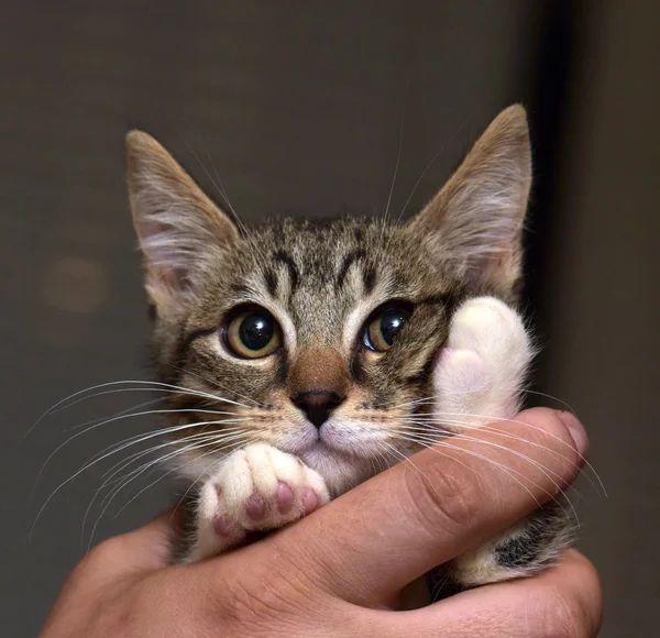 Lindo rayas con un blanco gatito en manos —  Fotos de Stock