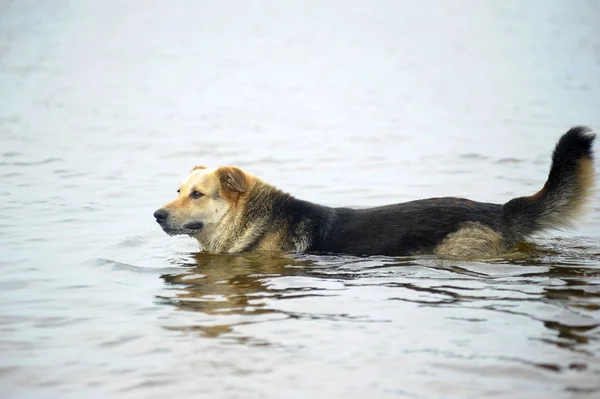 Perro baña en agua —  Fotos de Stock