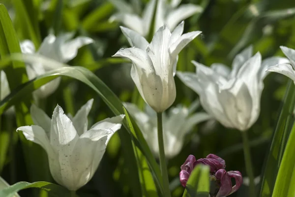 Fehér tulipán zöld gyepen — Stock Fotó