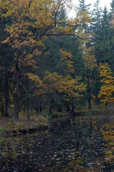Árboles cerca de estanque de otoño y reflexión — Foto de Stock