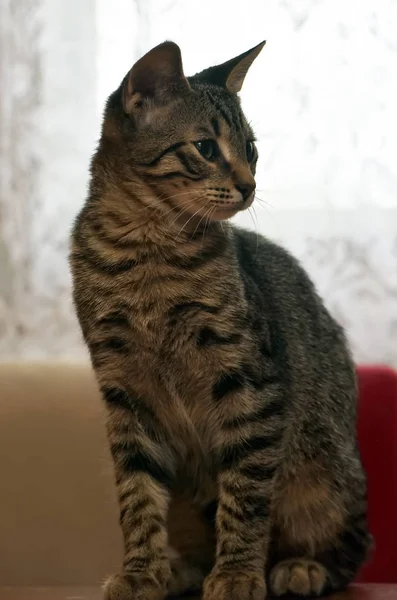 Молодий смугастий грайливий кіт — стокове фото