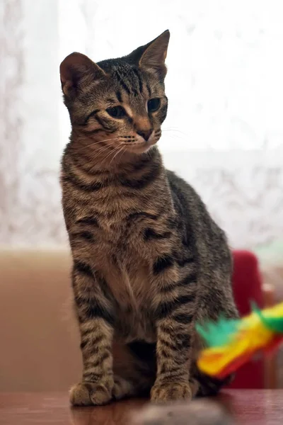 Giovane gatto giocherellone a strisce — Foto Stock